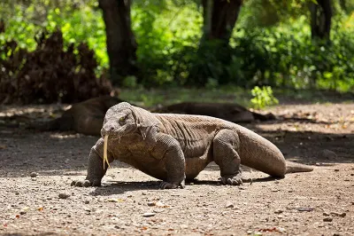 Komodo Island