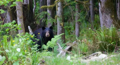Black bear peers at camera from among grass and flowers