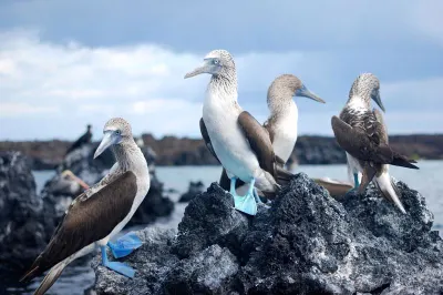 Blue Footed Boobies