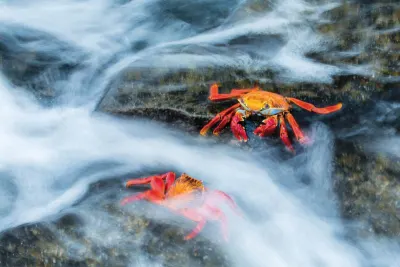 Travel Associates Expedition to Polar Paradise