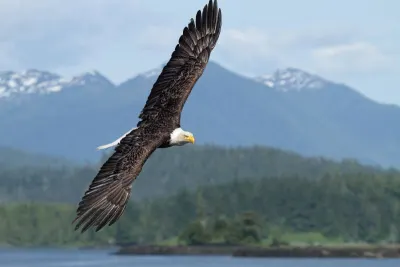 Bald eagle Canada BC