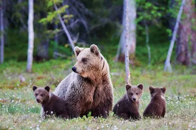 Brown Bears of Canada