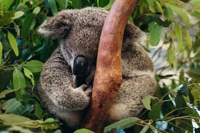 Travel Associates Australia - Open for Business