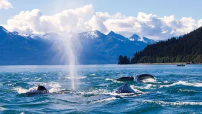 Humpaback Whales near Juneau, Alaska