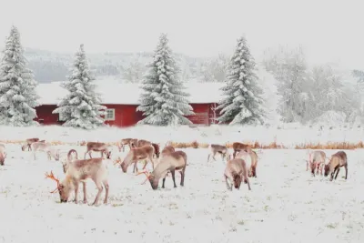 Travel Associates Travelling through northern Finland in winter