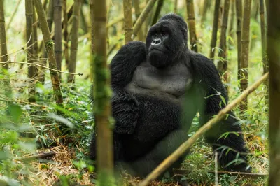 Travel Associates  Advisor Experience: Gorilla Trekking in Rwanda with Singita 