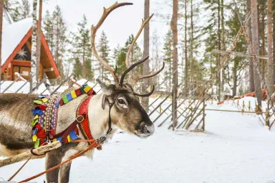 Lapland Reindeer, Finland