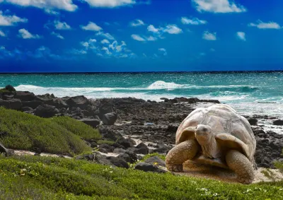 Megalochelys gigantea, Galapagos Islands
