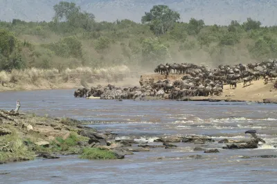 Great Migration Crosses a river