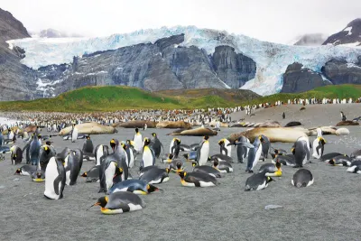 King Penguins in South Georgia