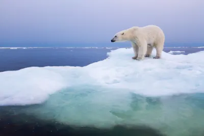 Polar Bear in Hudson Bay. Credit: Getty Images