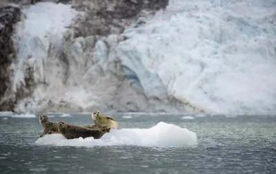 Seals Glacier Bay Alaska