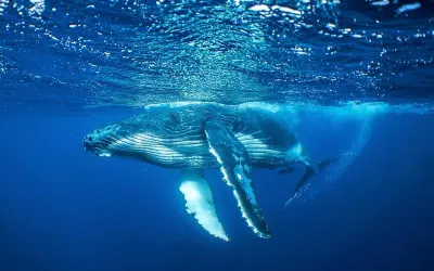 Travel Associates Swimming with Tonga's Humpback Whales