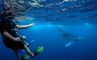 Travel Associates Swimming with Tonga's Humpback Whales