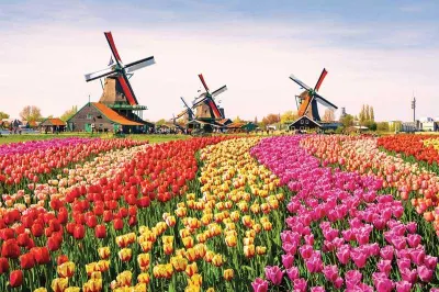 Tulip Festival, The Netherlands