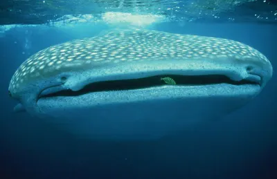 Whaleshark festival Ningaloo