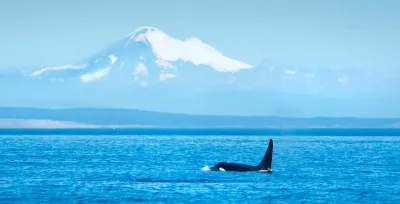 An orca breaches in the Strait of Georgia, with Mt Baker in the background
