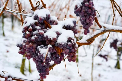 icewine Canada