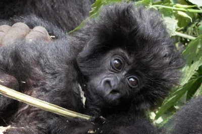 Baby Gorilla