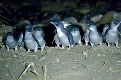 Little Blue Penguins, Blue Penguin Pukekura (image courtesy of Blue Penguin Pukekura)