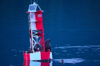 Sea lions resting on a buoy. Image: Catherine Baker