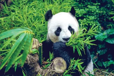 Travel Associates Travel Tribes