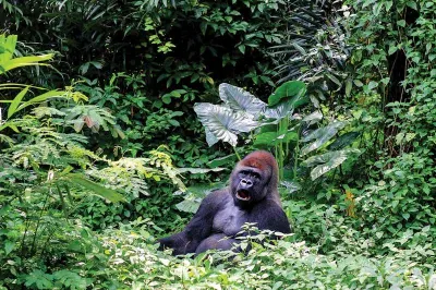 Gorillas of Rwanda