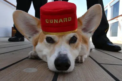 Travel Associates  It's a Dog's Life on a Cunard Cruise 