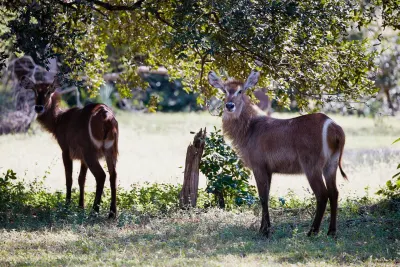 LABA Siwandu luxury hotel Nyerere National Park Tanzania