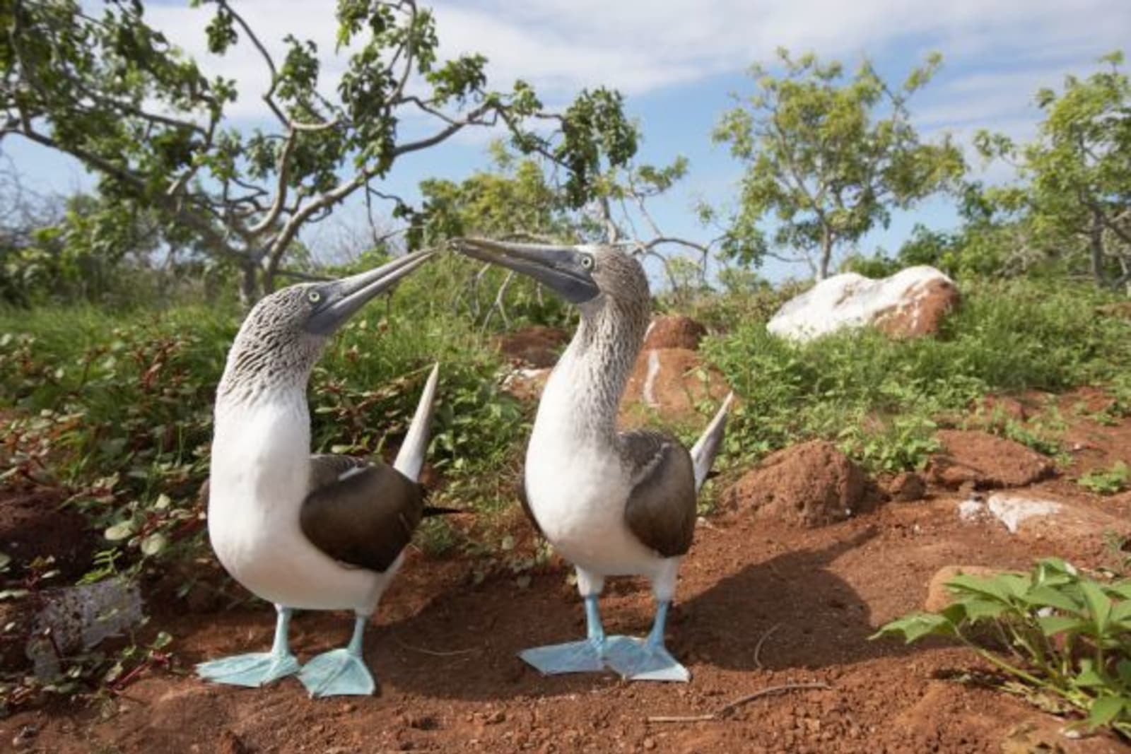 Blue footed boobies on the Galápagos Islands