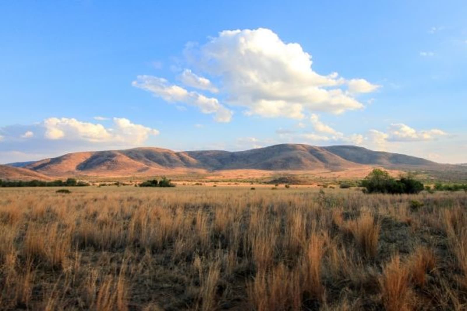 Mountain Ridge in far distance and grass in foreground in National Park