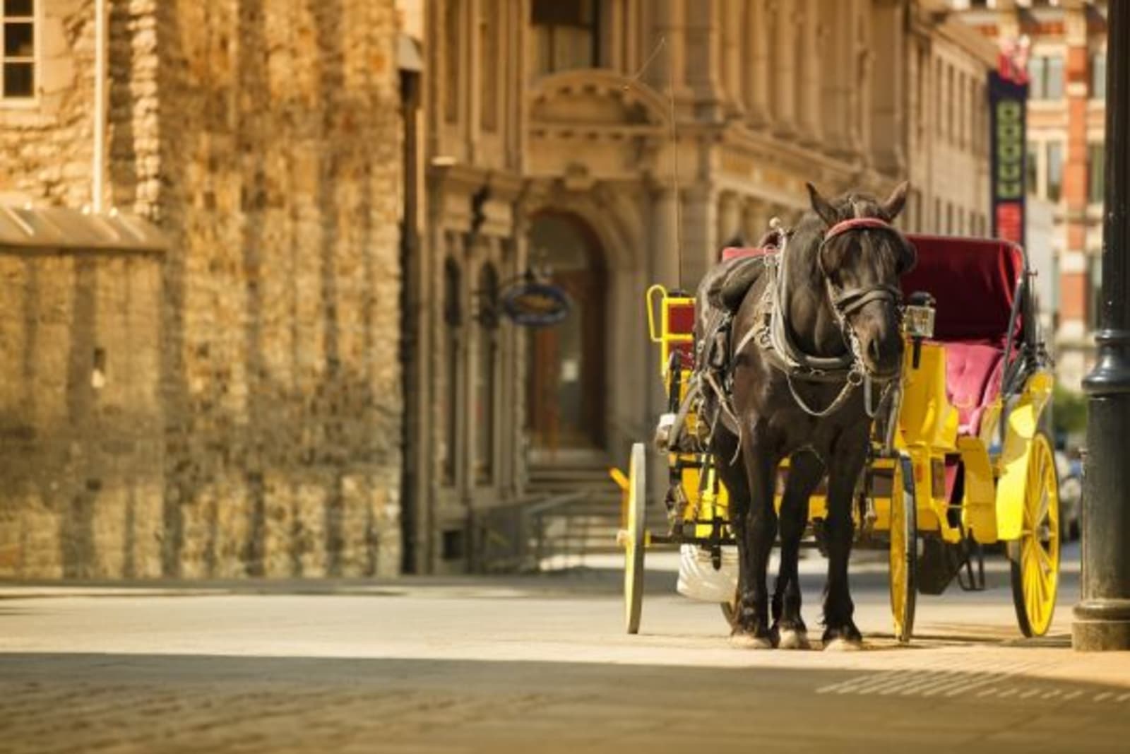 Horse attached to yellow carriage in Old Town