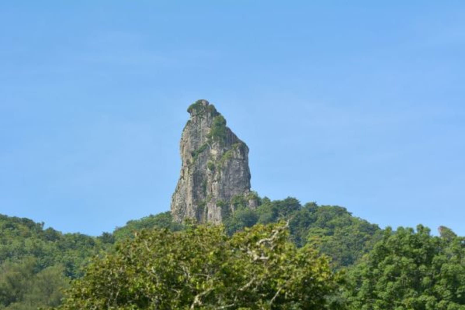 Close up of mountain peak coming through a forest canopy