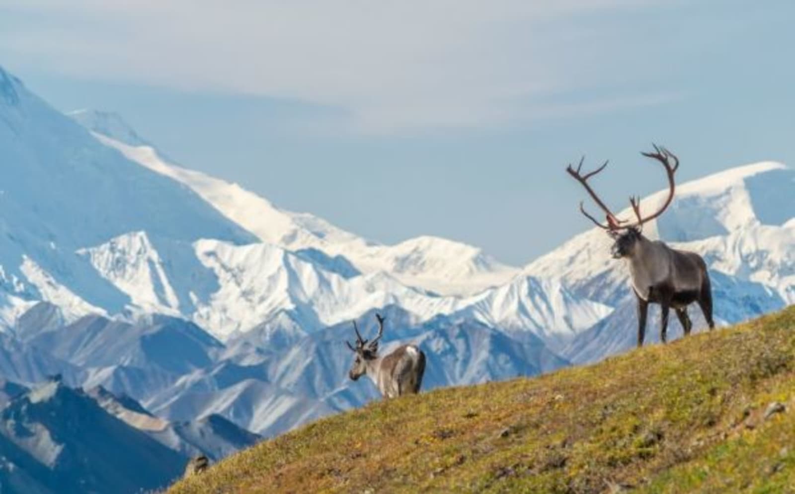 moose on mountain with snow behind