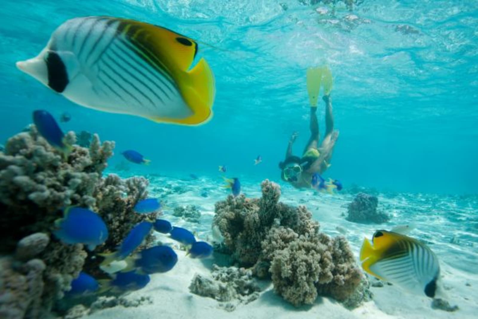 healthy woman snorkeling swimming underwater with tropical fish in tahiti during summer vacation