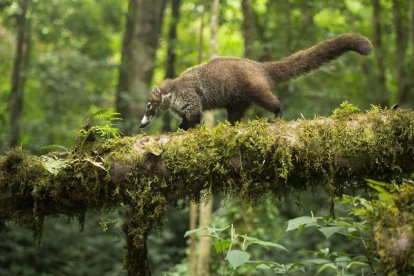 A Coati walking across a fallen tree trunk in Biodiversity Park