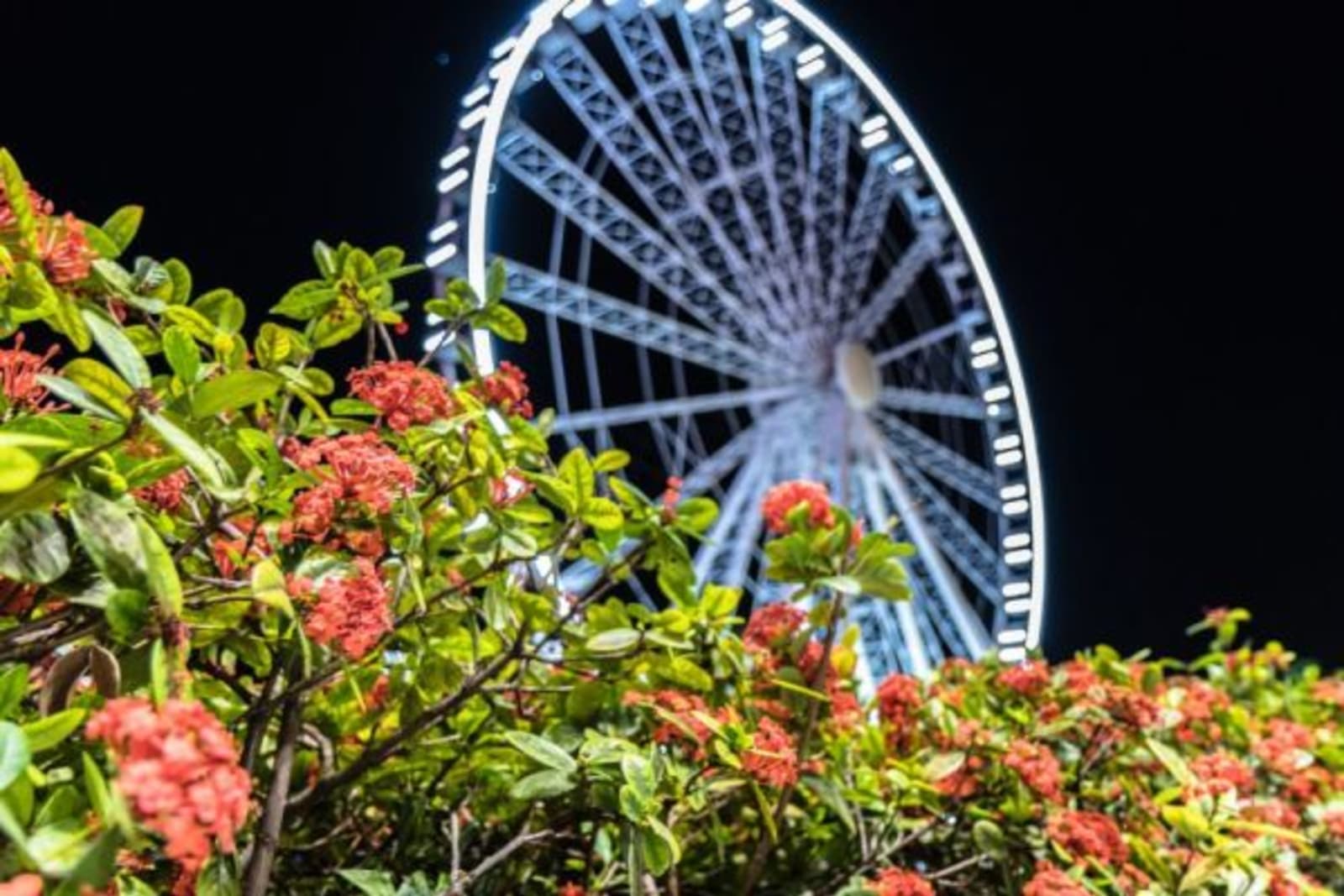 Bush of pink flowers in front of blurred Ferris wheel in Brisbane