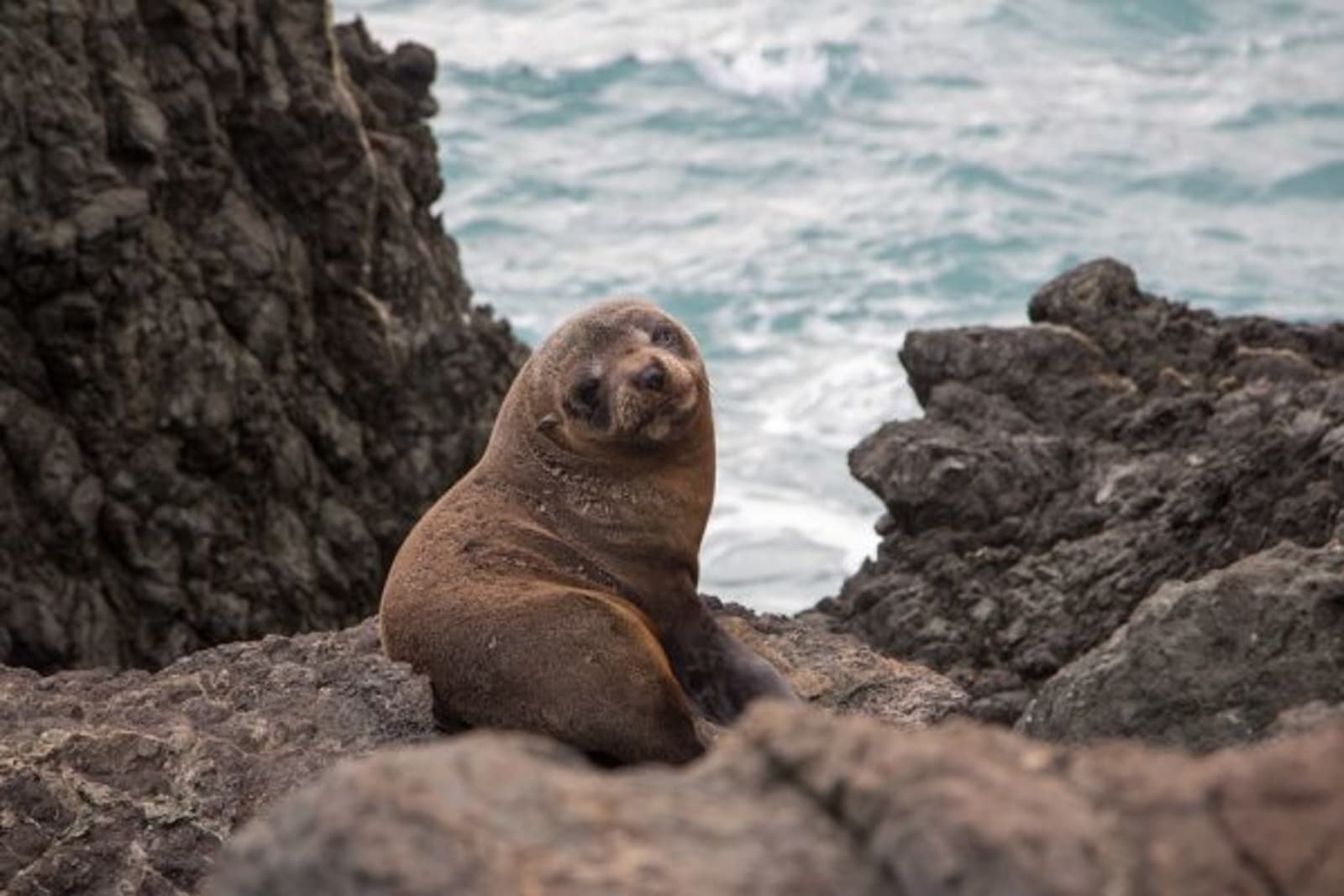 Sealion looking back on rock with waves crashing in background