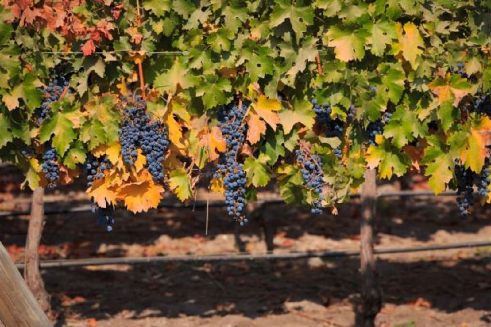 Close up of grapes on a grapevine