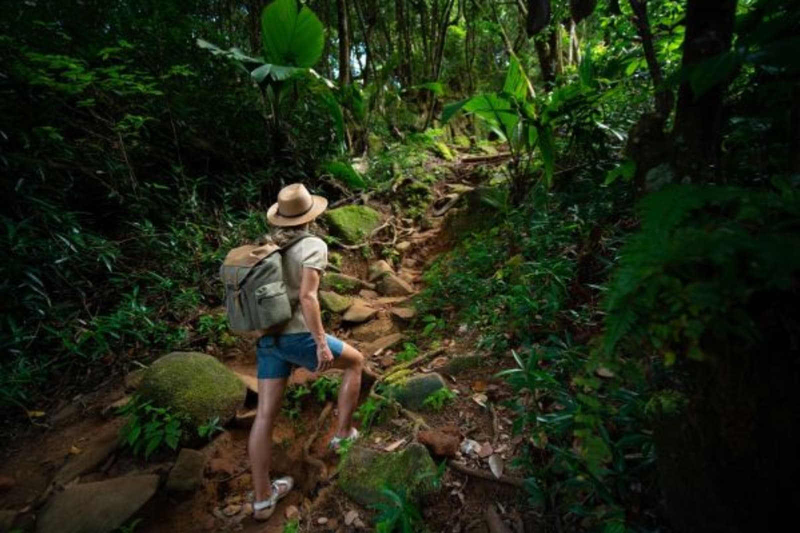 Hiker walking up rock stair way leading to more forest