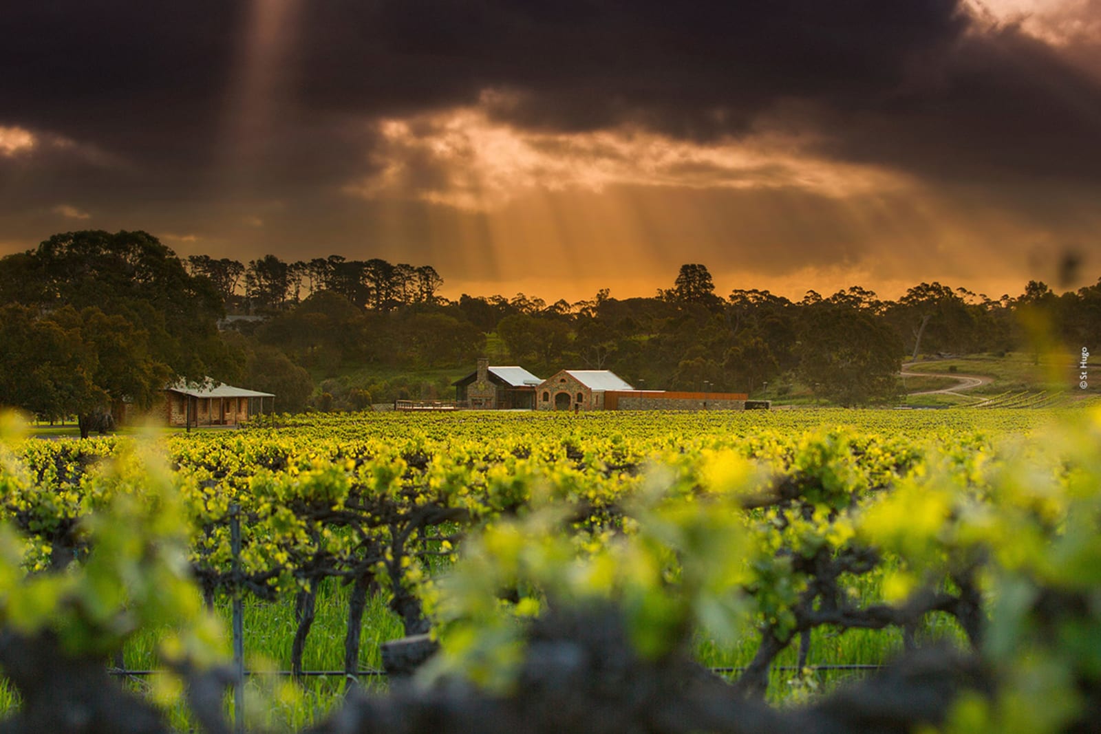 St Hugo Barossa Valley