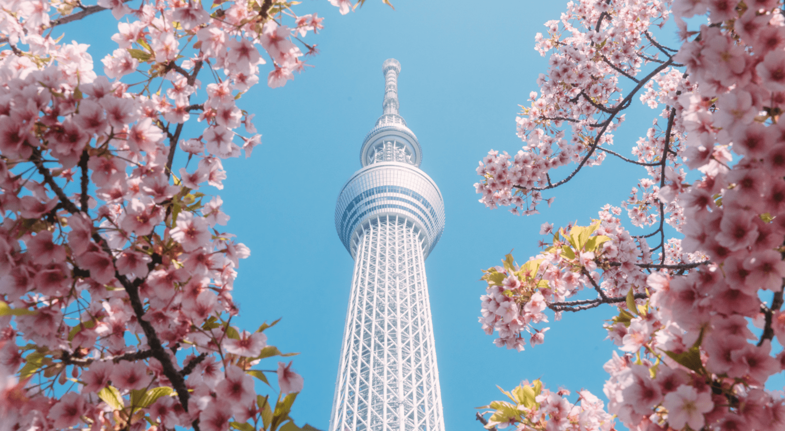 Tokyo SkyTree with Cherry Blossoms around