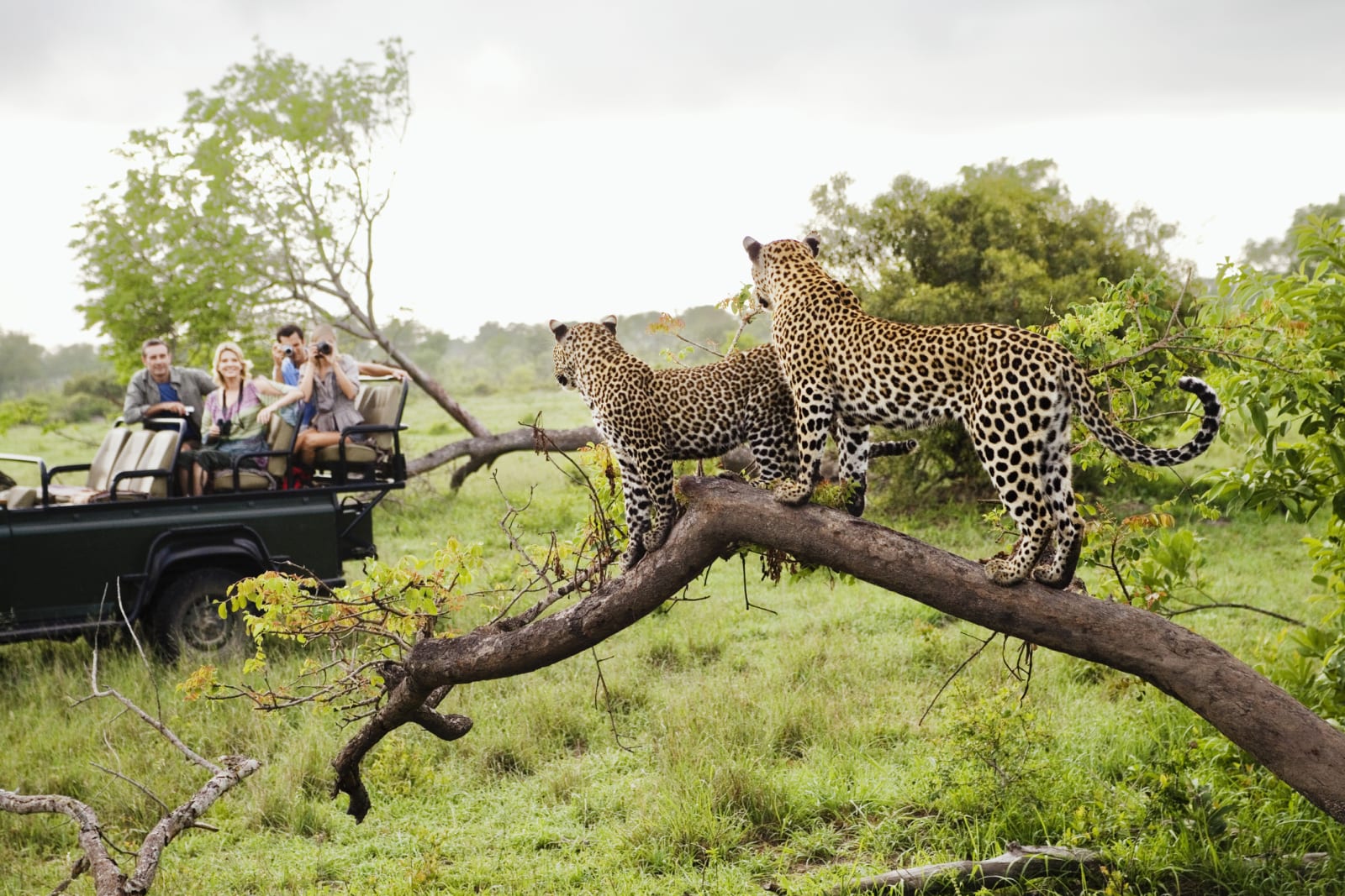 Safari in South Africa