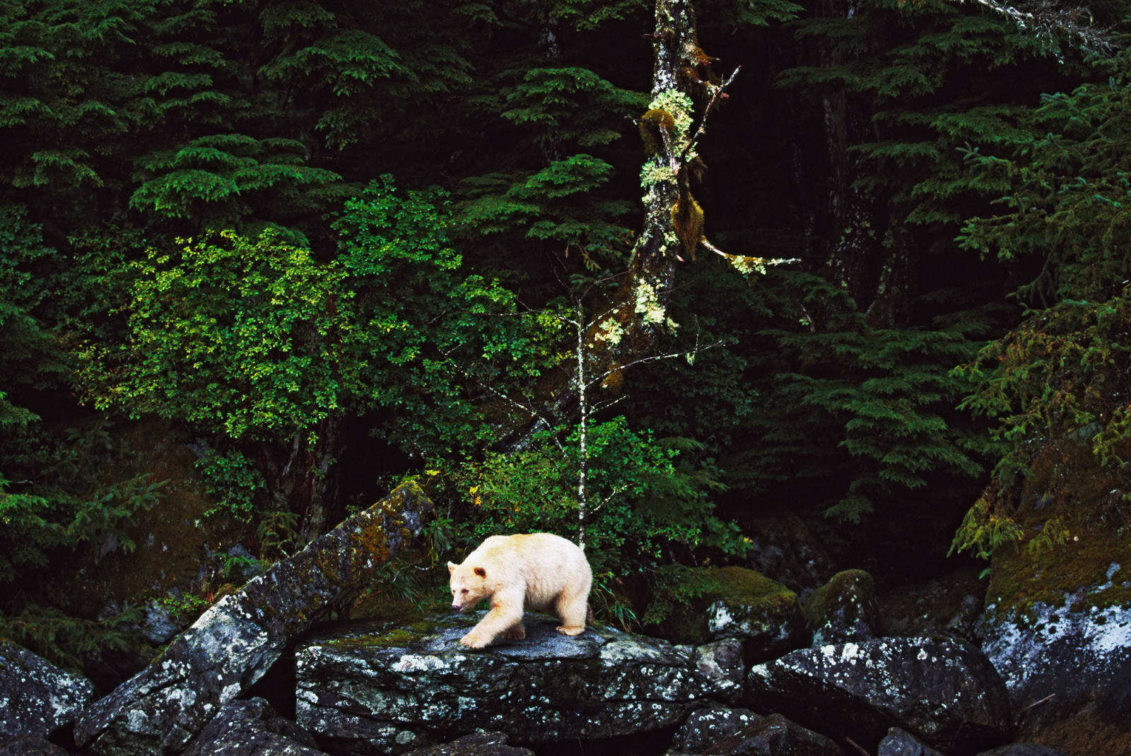 Spirit Bear in Canada