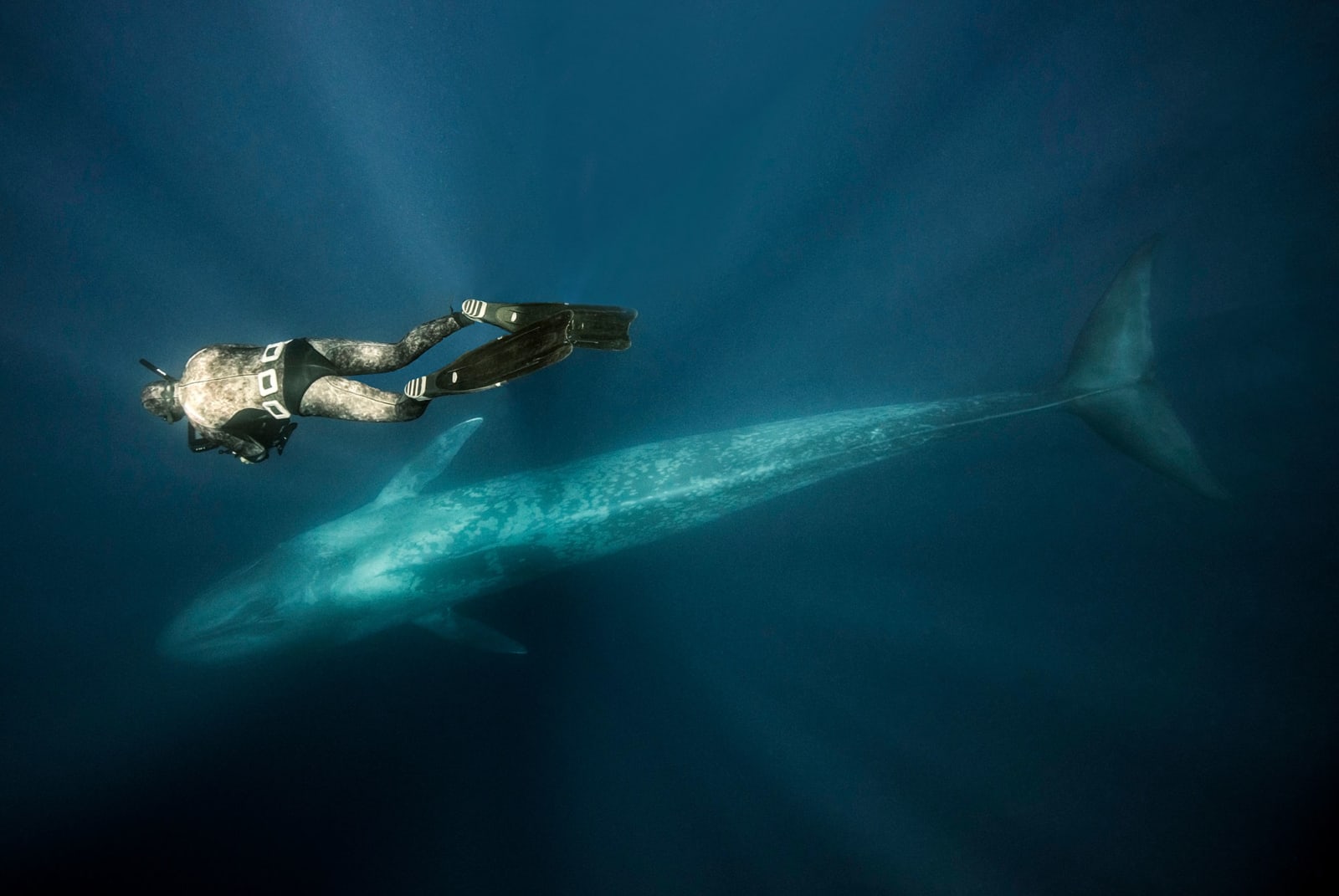 Blue whale in the Azores