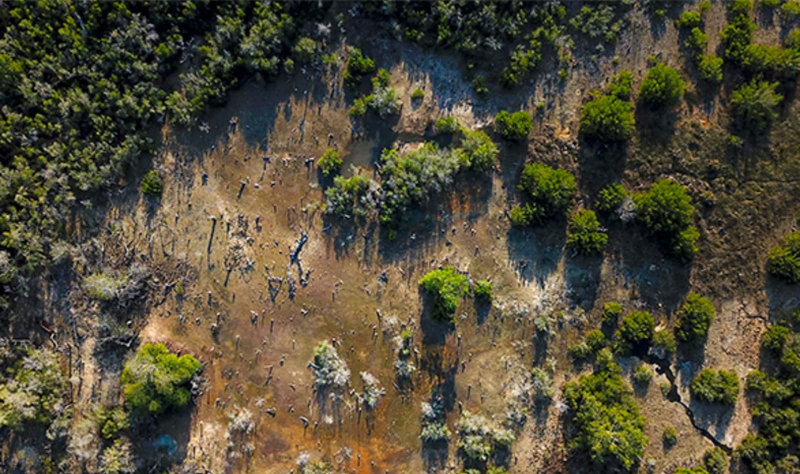 Indonesia Reforestation Mangroves