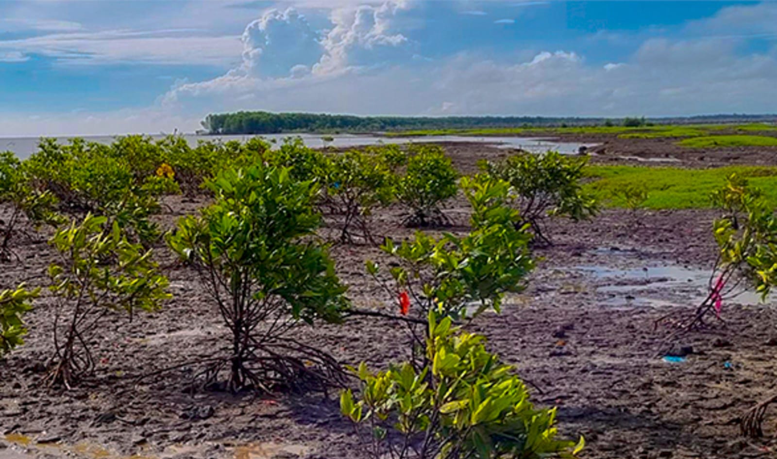 Indonesia Reforestation Mangroves