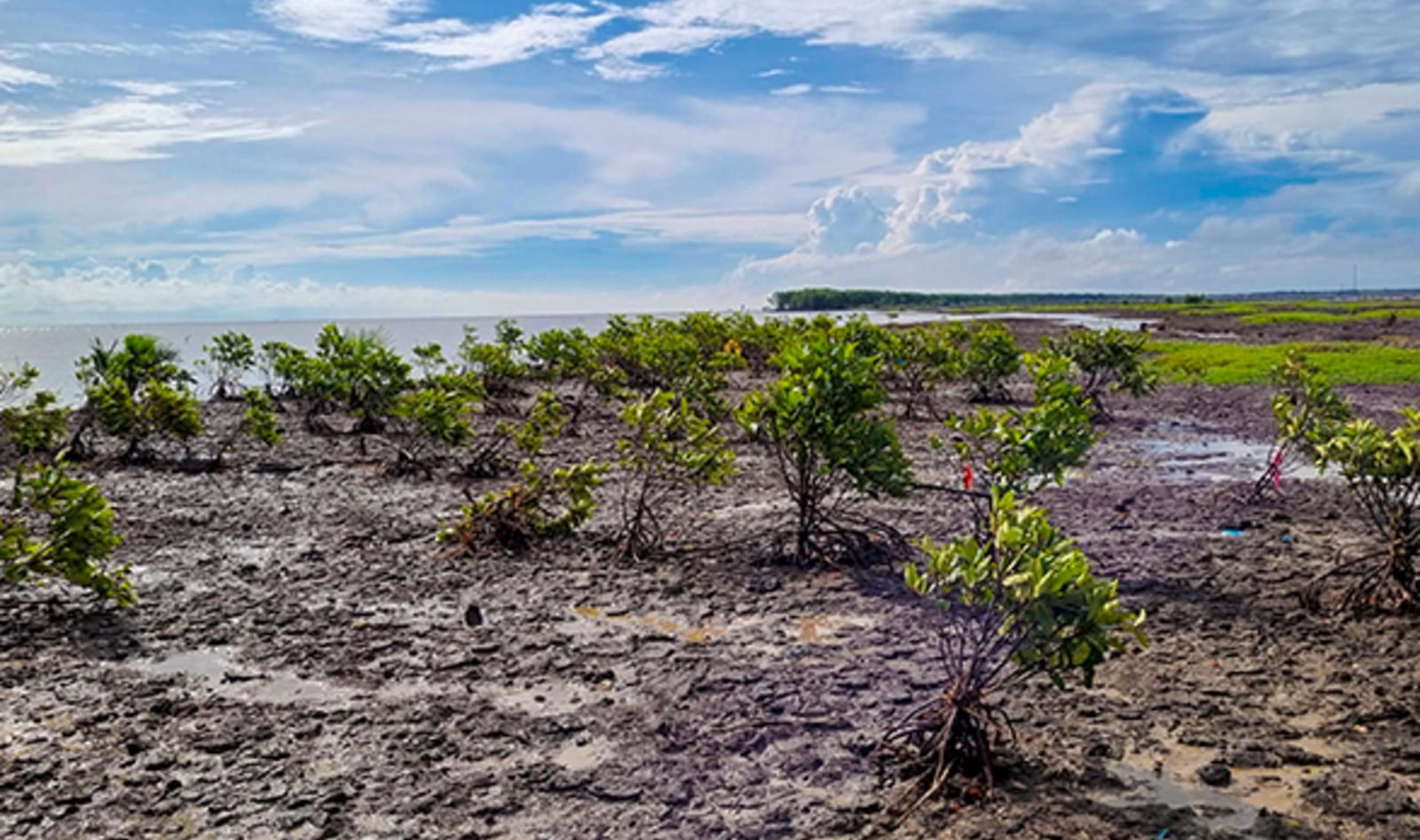 Indonesia Reforestation Mangroves