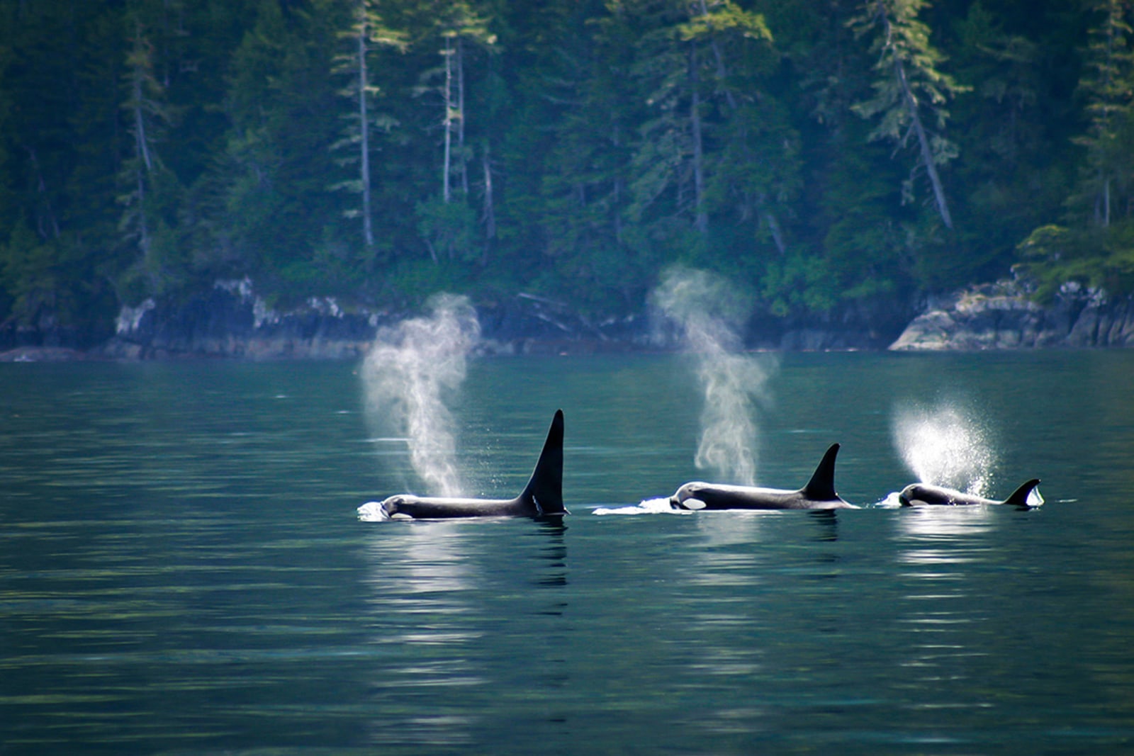 Whales Vancouver Island