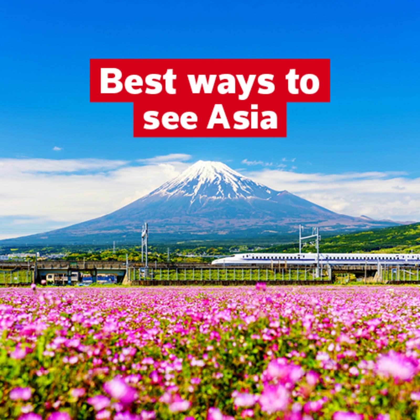 Best ways to see Asia - Shinkansen speeding past Mount Fuji framed by fields of purple flowers